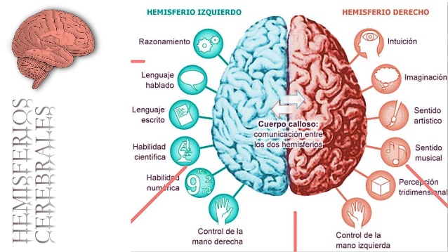 Hemisferios cerebrales